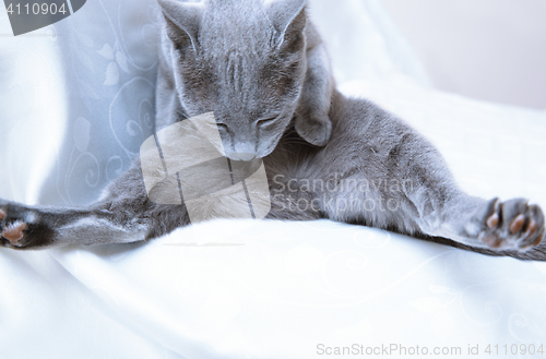 Image of Blue cat making hygienic action