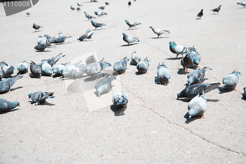 Image of Pigeons on a city street