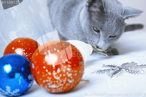 Image of Christmas time for cat