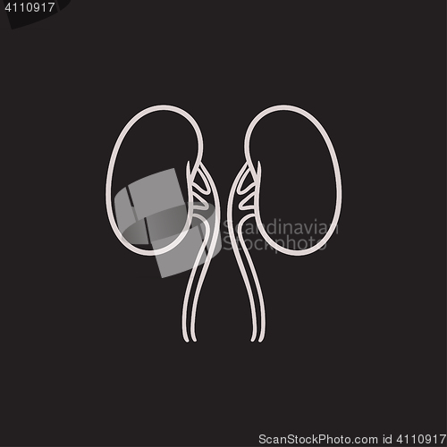 Image of Kidney sketch icon.