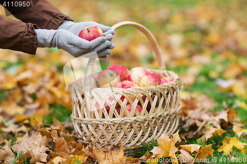 Image of woman with basket of apples at autumn garden