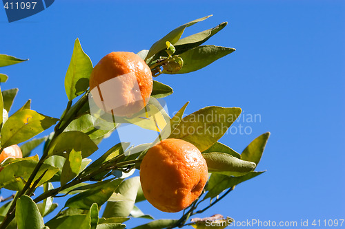 Image of Mandarins