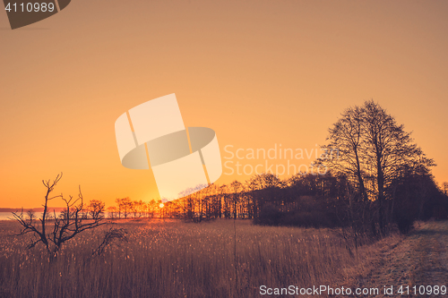 Image of Tree silhouettes in the sunrise