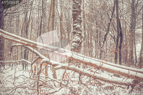 Image of Trees with snow in a forest