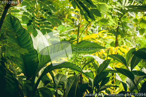 Image of Jungle with tropical plants