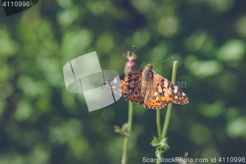 Image of Vanessa Cardui butterfly in orange colors