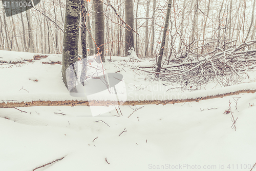 Image of Snow on a large branch