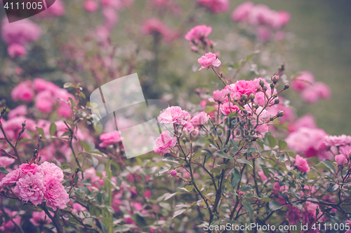 Image of Romantic pink roses in a garden