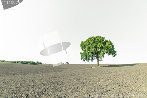 Image of Rural landscape with a single green tree
