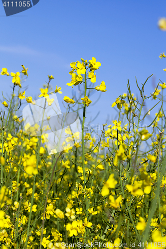 Image of yellow flower of rape