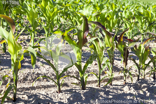 Image of Field with corn