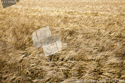 Image of ripening cereals in the field