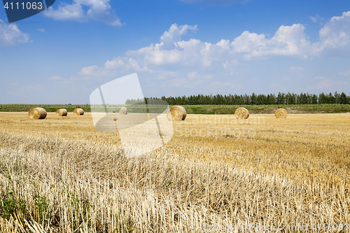 Image of cereal harvest, summer