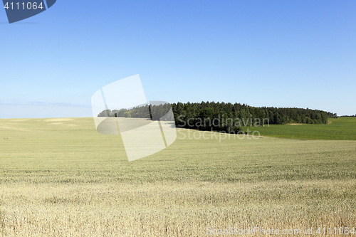 Image of farm field cereals