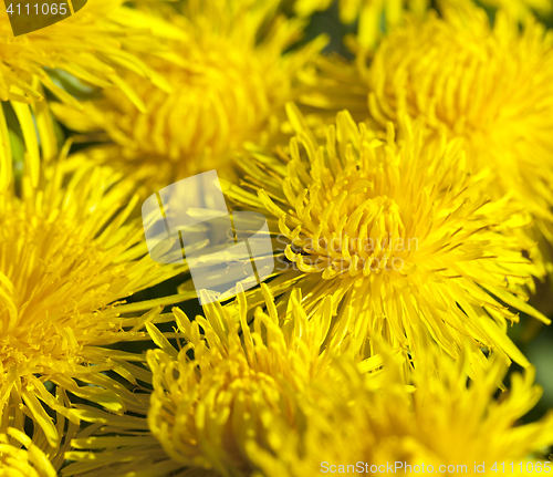 Image of yellow dandelions in spring