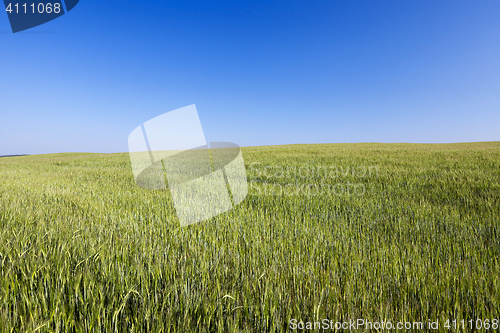 Image of Field with cereal