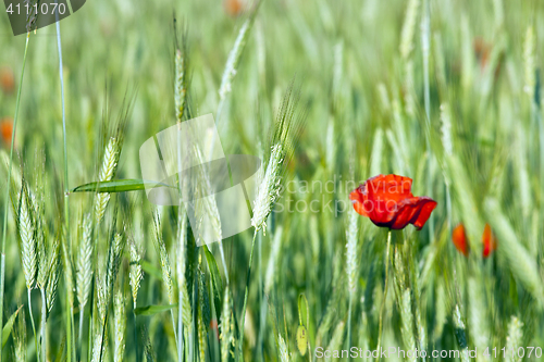 Image of red poppies. summer