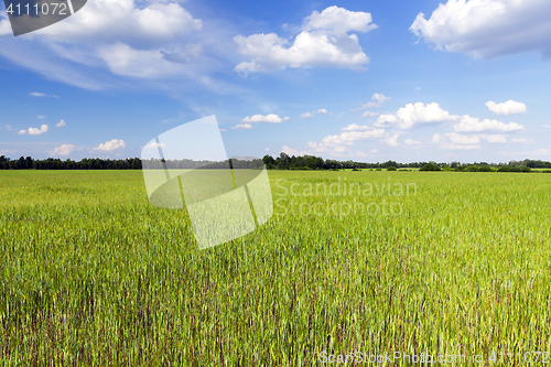 Image of Field with cereal