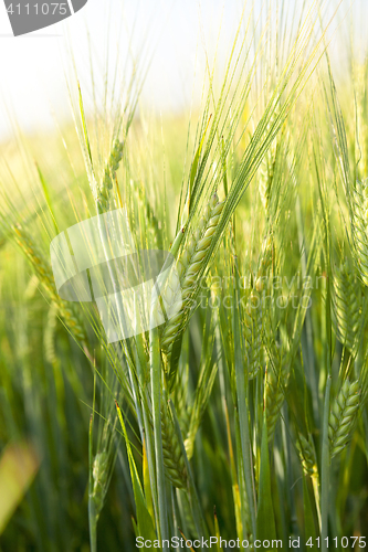 Image of Field with cereal