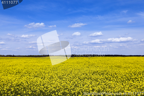 Image of flowering canola. Spring