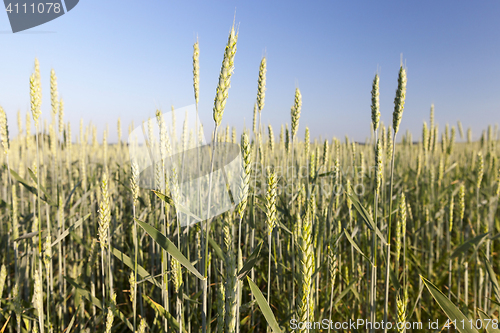 Image of Field with cereal