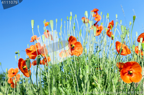 Image of Red Poppy close up