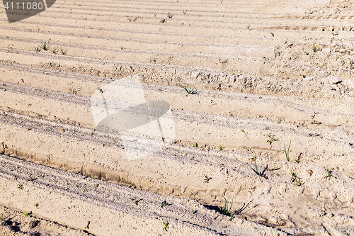 Image of furrows in the field