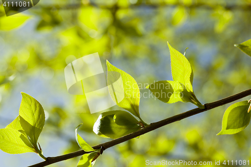 Image of linden leaves, spring