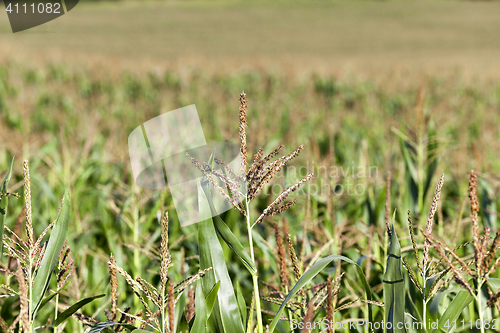 Image of Field with corn