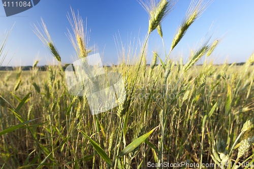 Image of Field with cereal