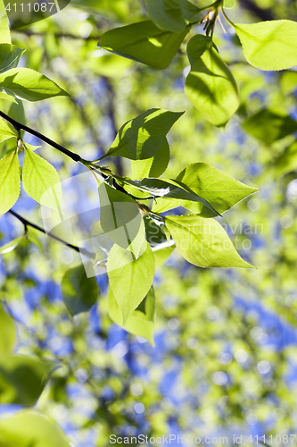 Image of linden leaves, spring