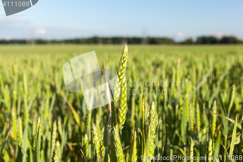 Image of Field with cereal