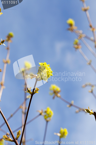 Image of flowering maple, close up