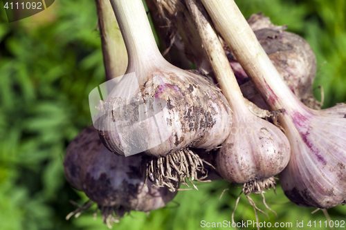 Image of root of garlic, close-up