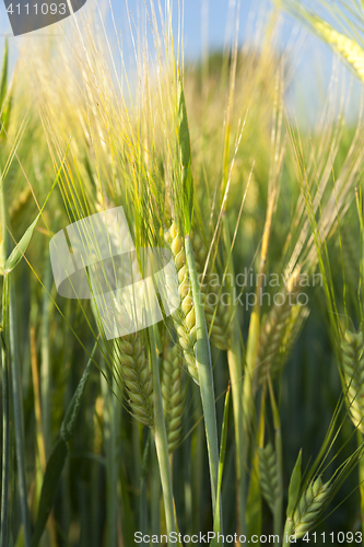 Image of ripening cereals in the field