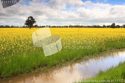 Image of Canola in Wattamondara