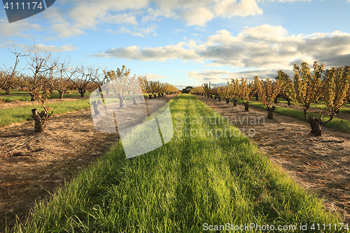 Image of Rows of Cherry Trees