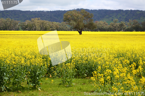 Image of Tree in midst of blooming golden Canola