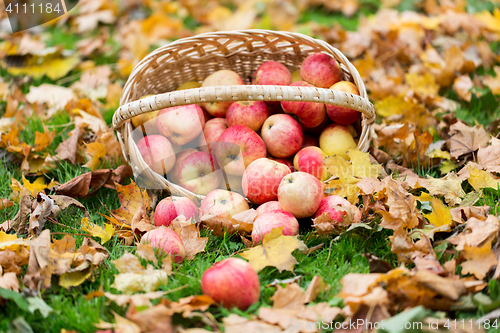 Image of wicker basket of ripe red apples at autumn garden