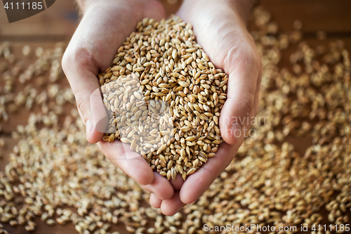 Image of male farmers hands holding malt or cereal grains