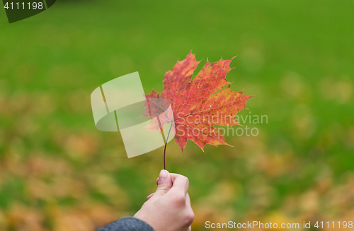 Image of close up of woman hands with autumn maple leaves