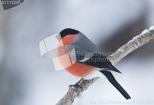 Image of bullfinch