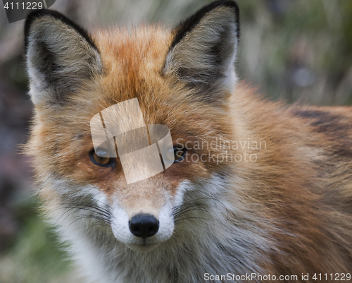 Image of red fox