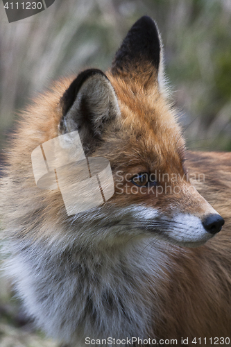 Image of red fox