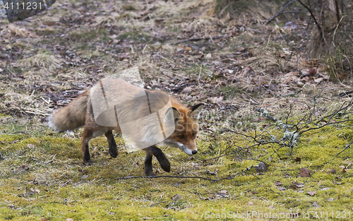 Image of red fox