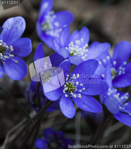 Image of blue anemones