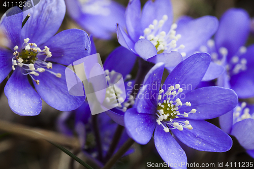 Image of blue anemones