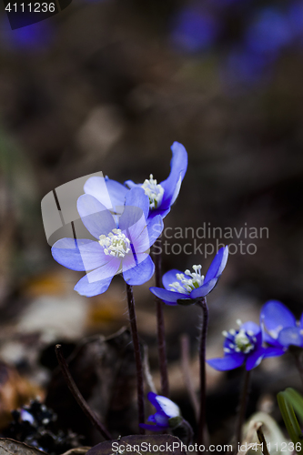 Image of blue anemones