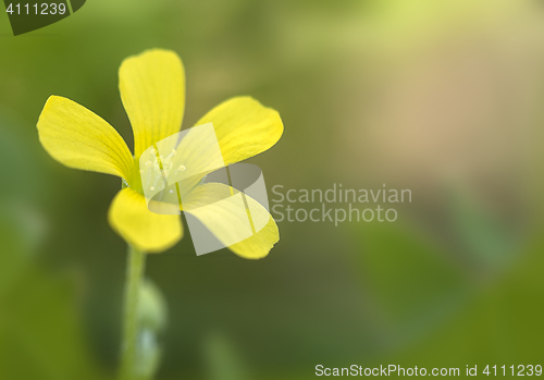 Image of Common Yellow Wood-sorrel (Oxalis stricta)