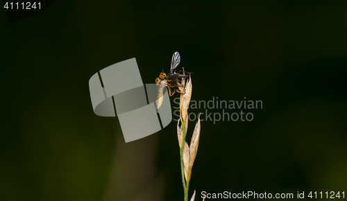 Image of Robbery Fly